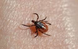 A close up image of a tick on the skin