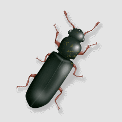 Rendering of a Powder Post Beetle.
