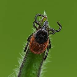 Tick on a plant.