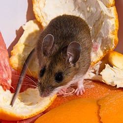 A mice crawling on an orange peel