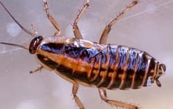 A close up image of a cockroach