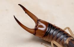Earwig tail up close.