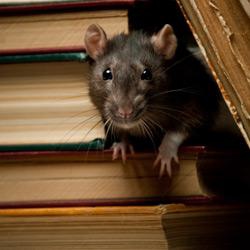 A rat sneaking between books