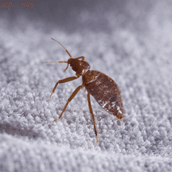 Bed bug crawling on a blanket.