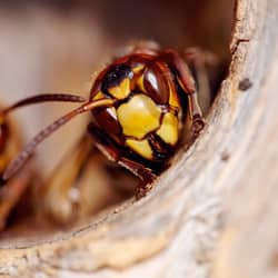 Wasp in its nest.