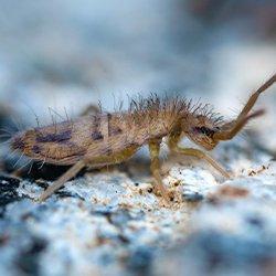 Springtail crawling on the ground.