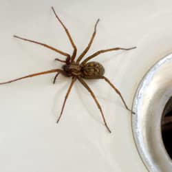House spider found in sink