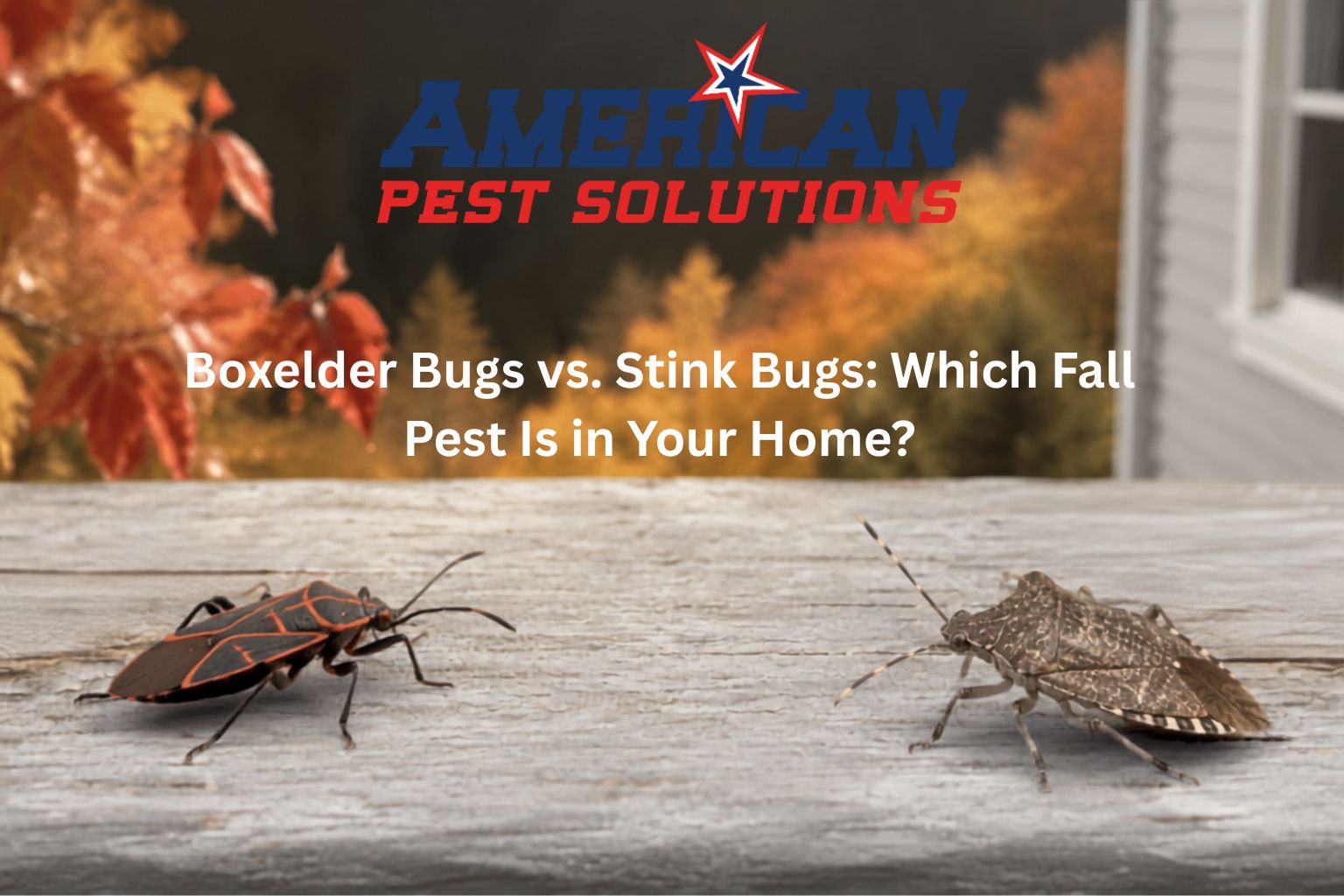 Exterior porch rail with a seed bug and a stink bug, APS Logo