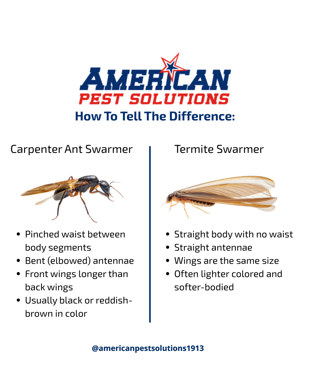 carp ant vs termite side by side white background