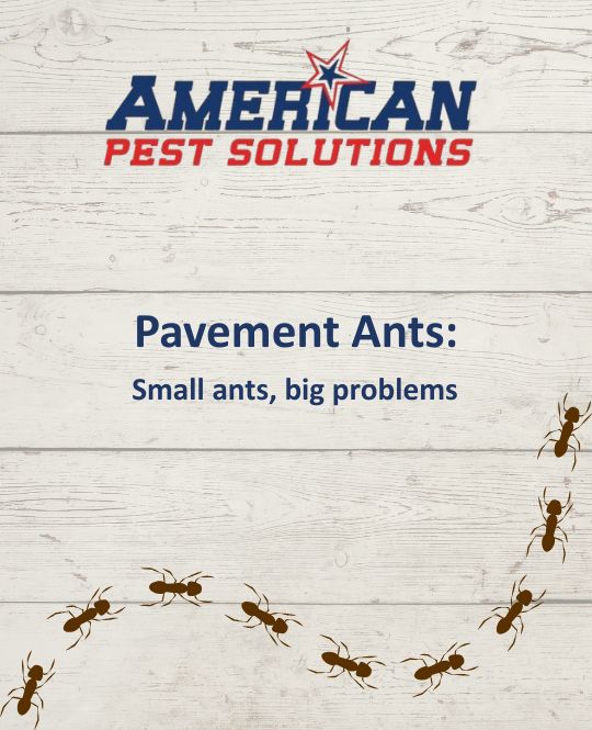 American Pest Logo with Blog Title and trail of ants