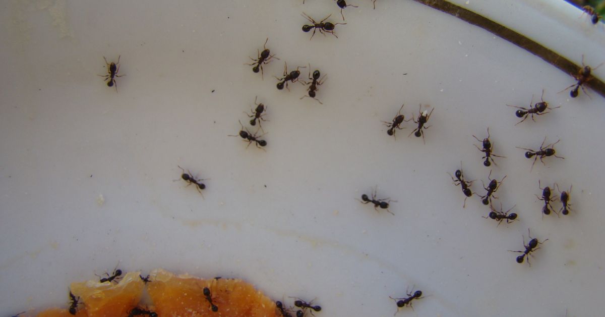 Ants on plate