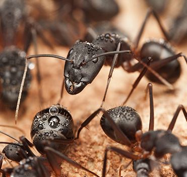 Carpenter Ant Control