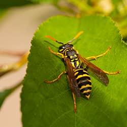 Wasp on a leaf.