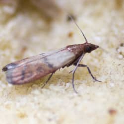 A close up image of a pantry pest on top of bread crumbs