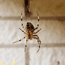 A spider hanging from its web