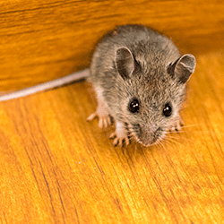 Mouse in a Springfield home.