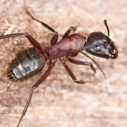 Carpenter Ant crawling on wood.