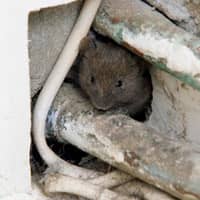 A mice hiding inside a hole in the cement walls