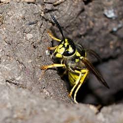 Yellow Jacket Wasp on its nest.