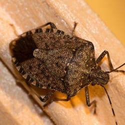 A close up image of a stink bug on a surface
