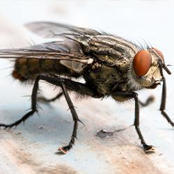A deatiled image of a cluster fly up close in a hartford conneticut kitchen
