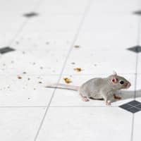 Mice crawling on a tiled floor