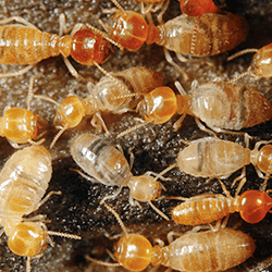Termites up close