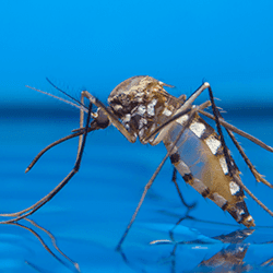 Mosquito on water in Hartford, CT.