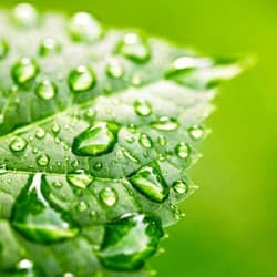 A close up image of a green leaf with water droplets