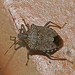 A close up image of a stink bug on a surface