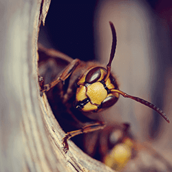 Stinging insects in New England.