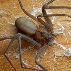 Large Brown Recluse Spider in its web along a wooden surface in a New England home.