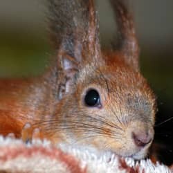A close up image of a squirrel's head