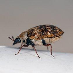 Carpet Beetle crawling on the floor.