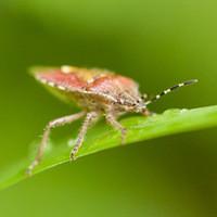 Stink bug crawling on a house plant.