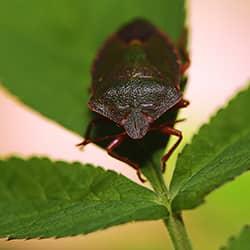A close up image of a stink bug on a leaf