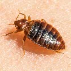A close up image of a bed bug on the skin