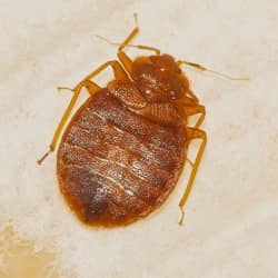 A close up image of a bed bug