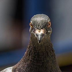 A close up image of a pigeon's head