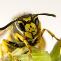 Yellow Jacket on a leaf.