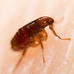 A flea biting human skin