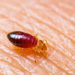 Bed bug found on Springfield resident.