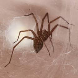 A spider making a web