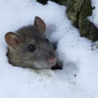 A mice in the snow only showing its head