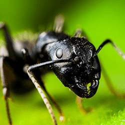 Carpenter Ant up close.