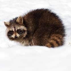 A raccoon resting on the ground surrounded by snow
