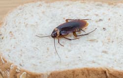 A cockroach on top of a piece of bread