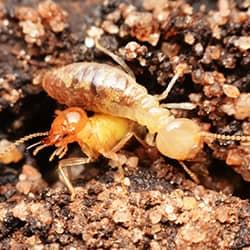 Two termites on the ground