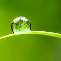 Water droplet on a green grass blade.