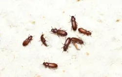 A group of flour beetles